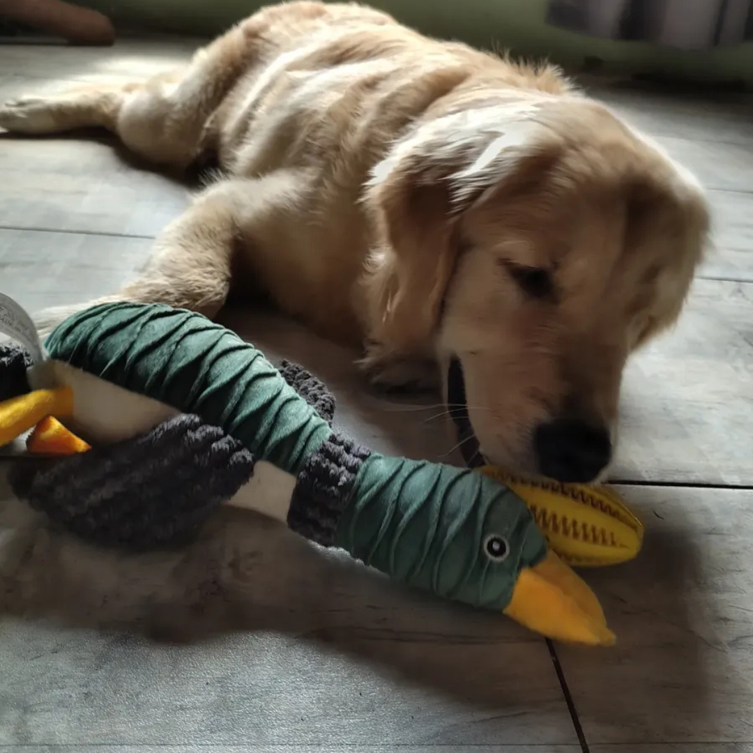 Zen Pet | Porque cuando vos no estás, él también te extraña