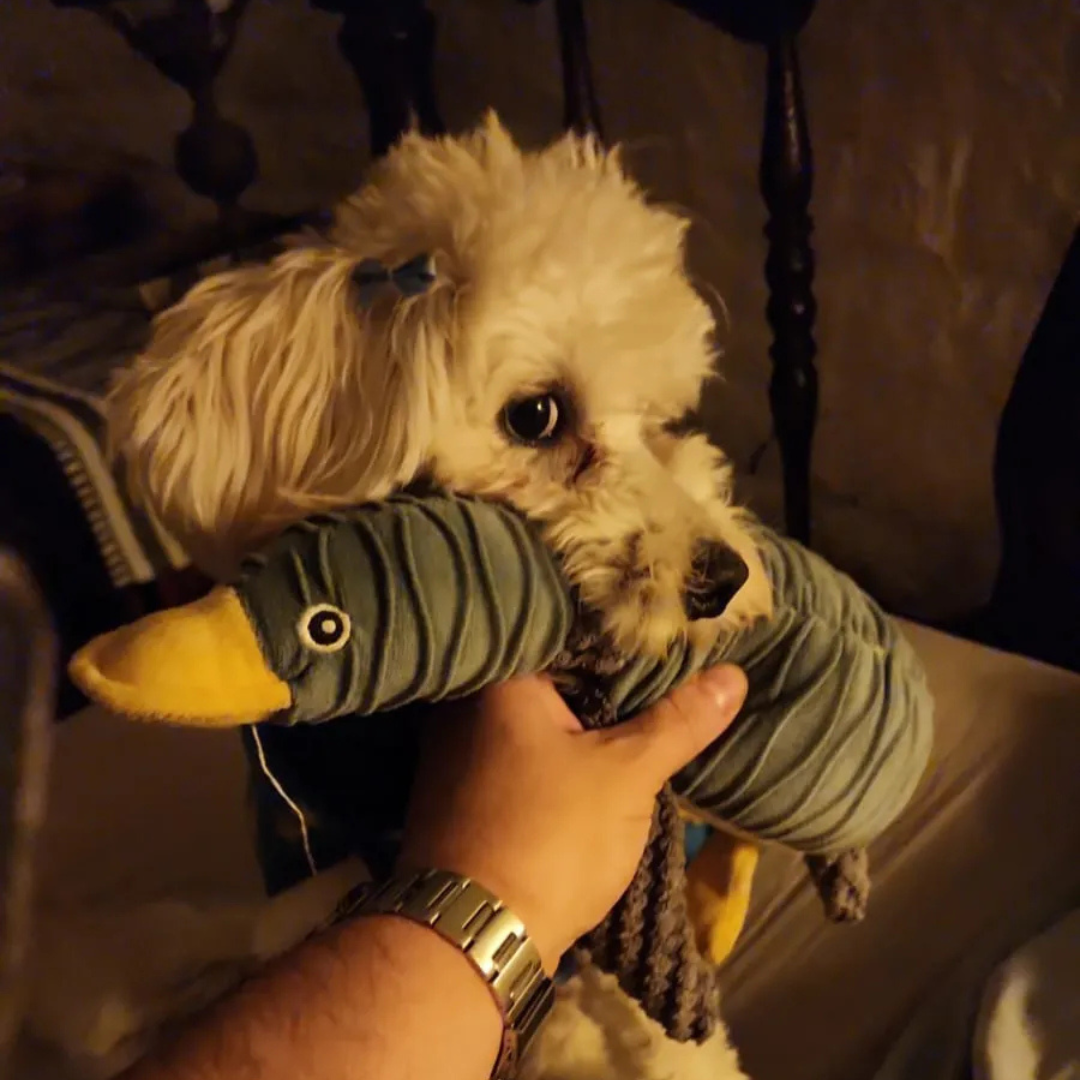 Zen Pet | Porque cuando vos no estás, él también te extraña