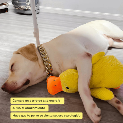 Zen Pet | Porque cuando vos no estás, él también te extraña